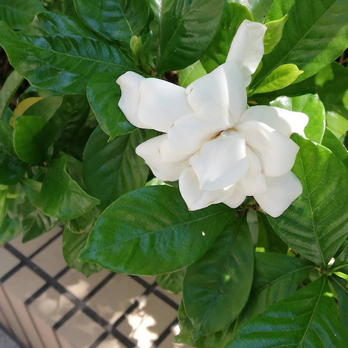 今日のおとなの進路相談も。